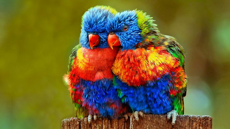 Colorful Lovebirds Animal Wallpaper 886