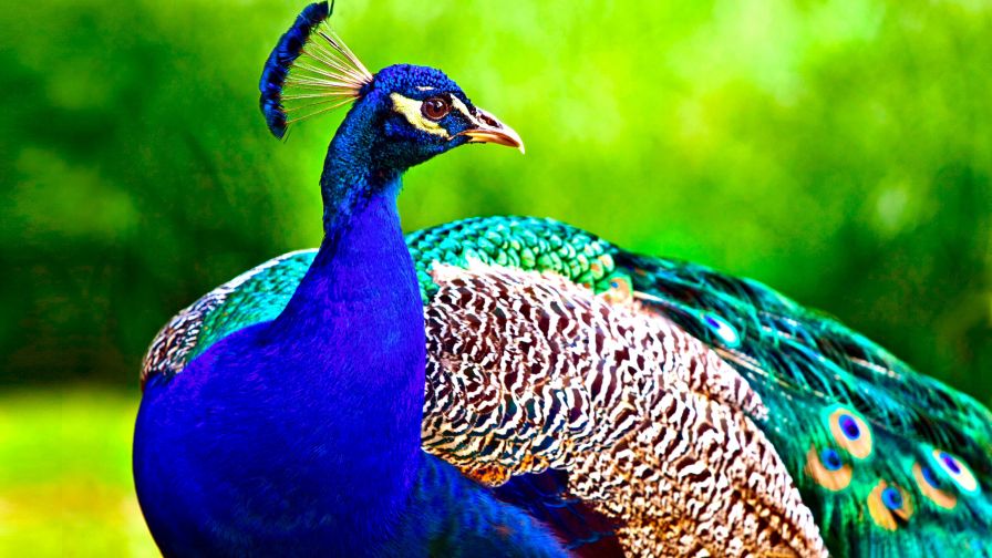 Colorful Peacock Animal Wallpaper 626