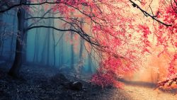 Fog Tree Forest Wallpaper 957